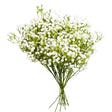 Silk Flowers Baby's Breath White