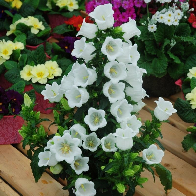 Campanula Champion 2 White F1 Seed