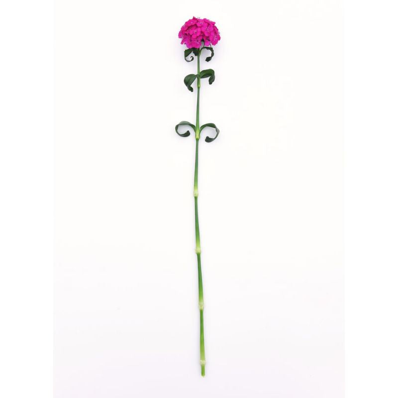 Dianthus Sweet Neon Purple F1 Seed