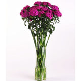 Dianthus Sweet Neon Purple F1 Seed
