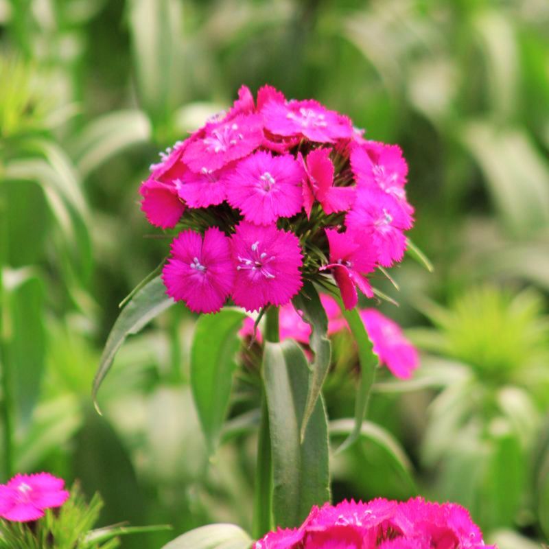 Dianthus Sweet Neon Purple F1 Seed