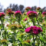 Dianthus Sweet Neon Purple F1 Seed