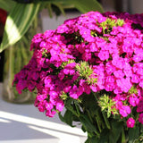 Dianthus Sweet Neon Purple F1 Seed