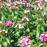Dianthus Sweet Rose Magic F1 Seed