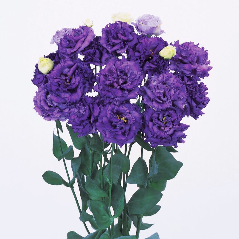 Lisianthus Voyage 2 Blue F1 Seed