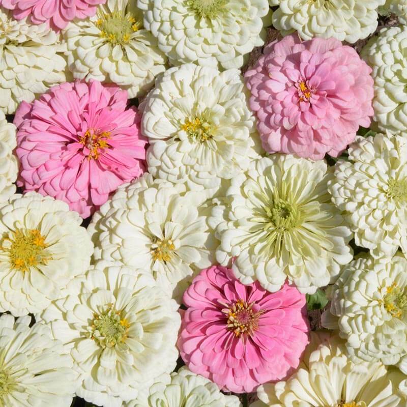 Zinnia Blushing Bride Mix Seed