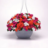 Impatiens Beacon Lindau mix Improved F1 Seed