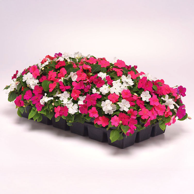 Impatiens Beacon Portland Mix Improved F1 Seed