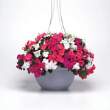 Impatiens Beacon Portland Mix Improved F1 Seed