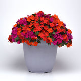Impatiens Beacon Mix Sanibel F1 Seed