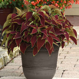 Coleus Premium Sun Ruby Heart Seed