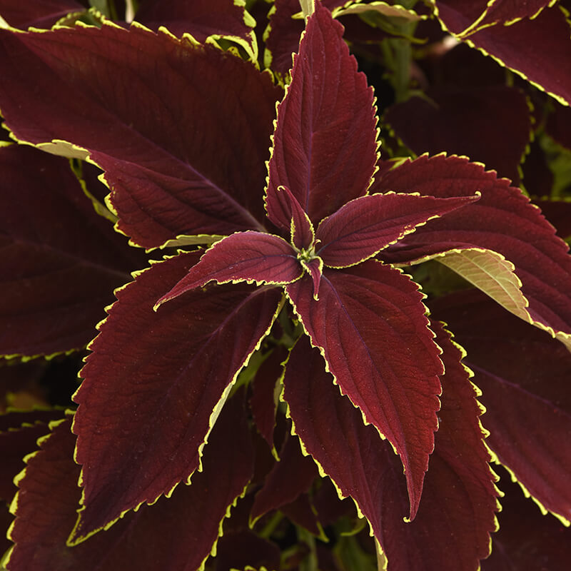 Coleus Premium Sun Ruby Heart Seed