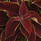 Coleus Premium Sun Ruby Heart Seed