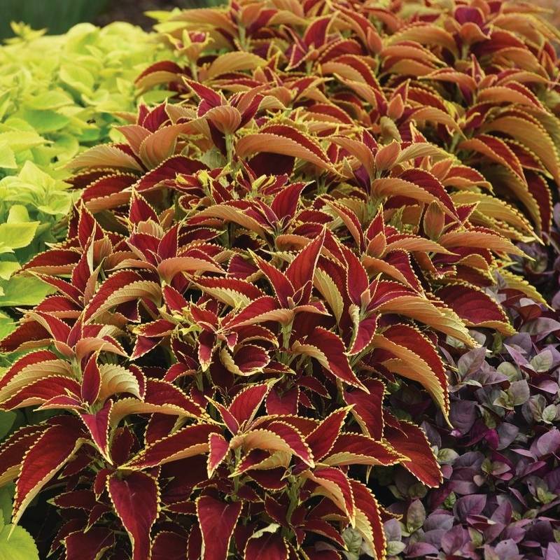 Coleus Premium Sun Ruby Heart Seed