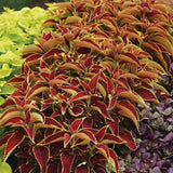 Coleus Premium Sun Ruby Heart Seed