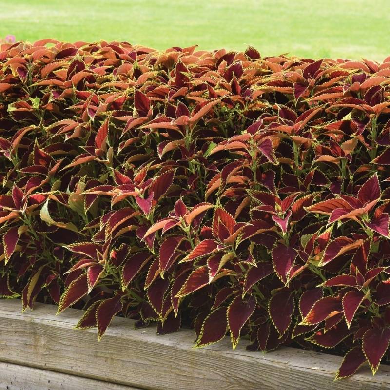 Coleus Premium Sun Ruby Heart Seed