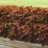 Coleus Premium Sun Ruby Heart Seed