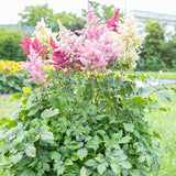 Astilbe Rhapsody F1 Seed