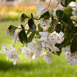 Begonia Dragon Wing White Improved F1 Seed