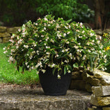Begonia Dragon Wing White Improved F1 Seed