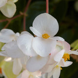 Begonia Dragon Wing White Improved F1 Seed
