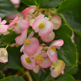 Begonia Hula Pink F1 Seed