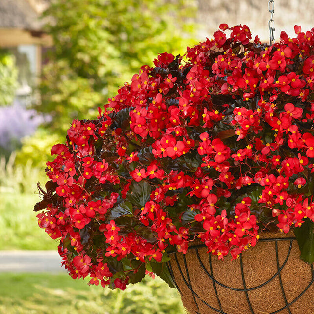 Begonia Hula Red F1 Seed