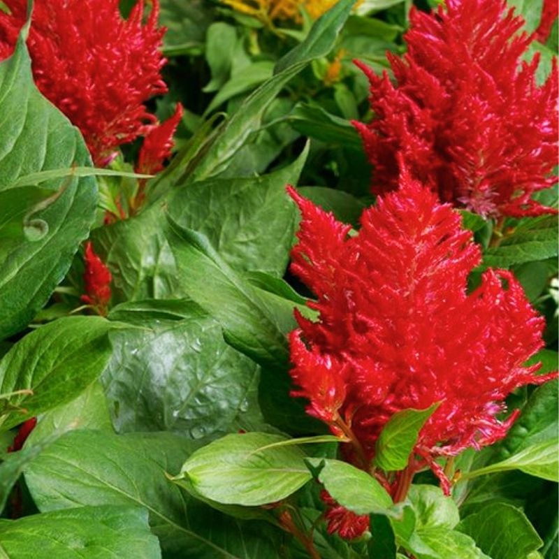 Celosia Flamma Bright Red Seed