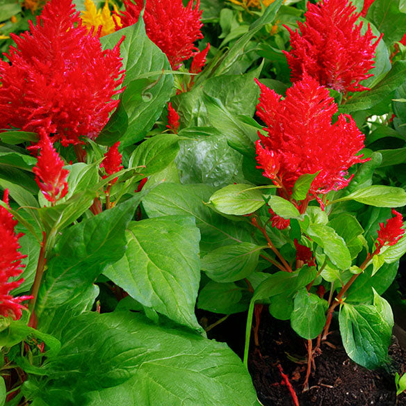 Celosia Flamma Bright Red Seed