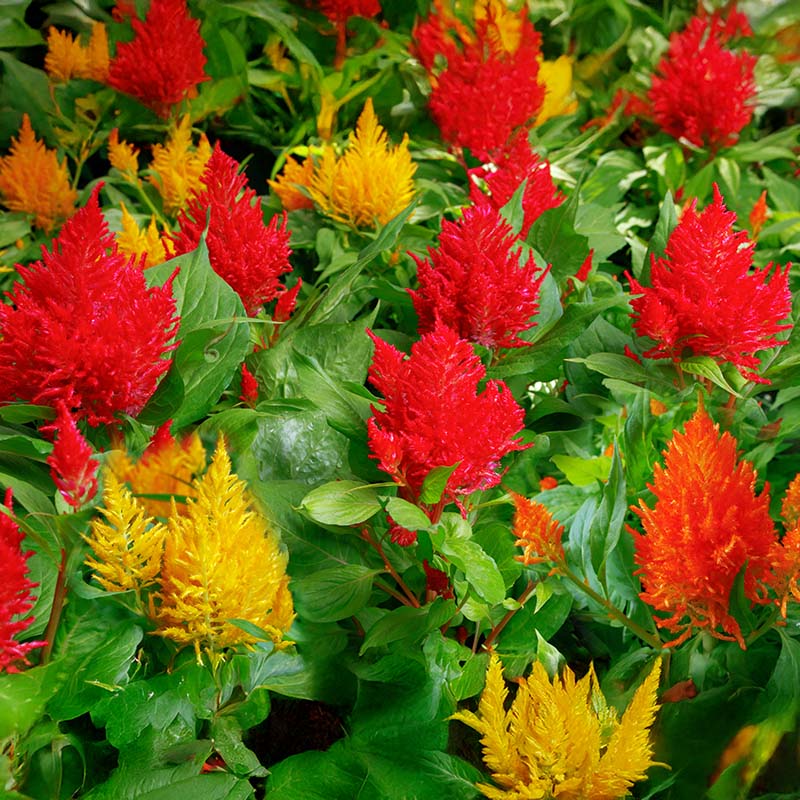 Celosia Flamma Mix Seed