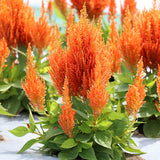 Celosia Flamma Orange Seed