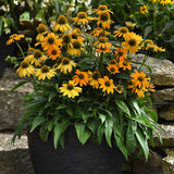 Echinacea Artisan Yellow Ombre F1 Seed