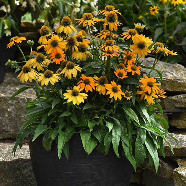 Echinacea Artisan Yellow Ombre F1 Seed