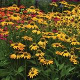 Echinacea Artisan Yellow Ombre F1 Seed