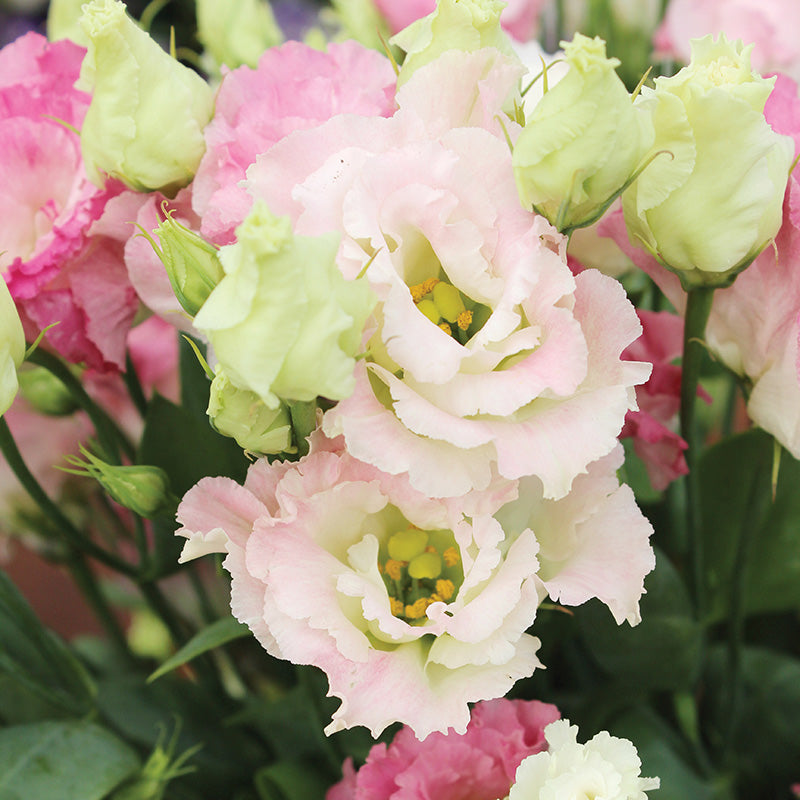 Lisianthus Voyage 2 First Love F1 Seed