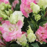 Lisianthus Voyage 2 First Love F1 Seed