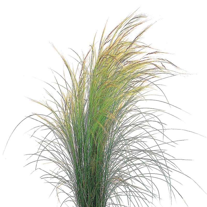 Stipa Pony Tails Seed