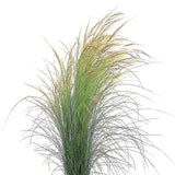 Stipa Pony Tails Seed