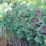 Ornamental Kale Crane Ruffle Red F1 Seed