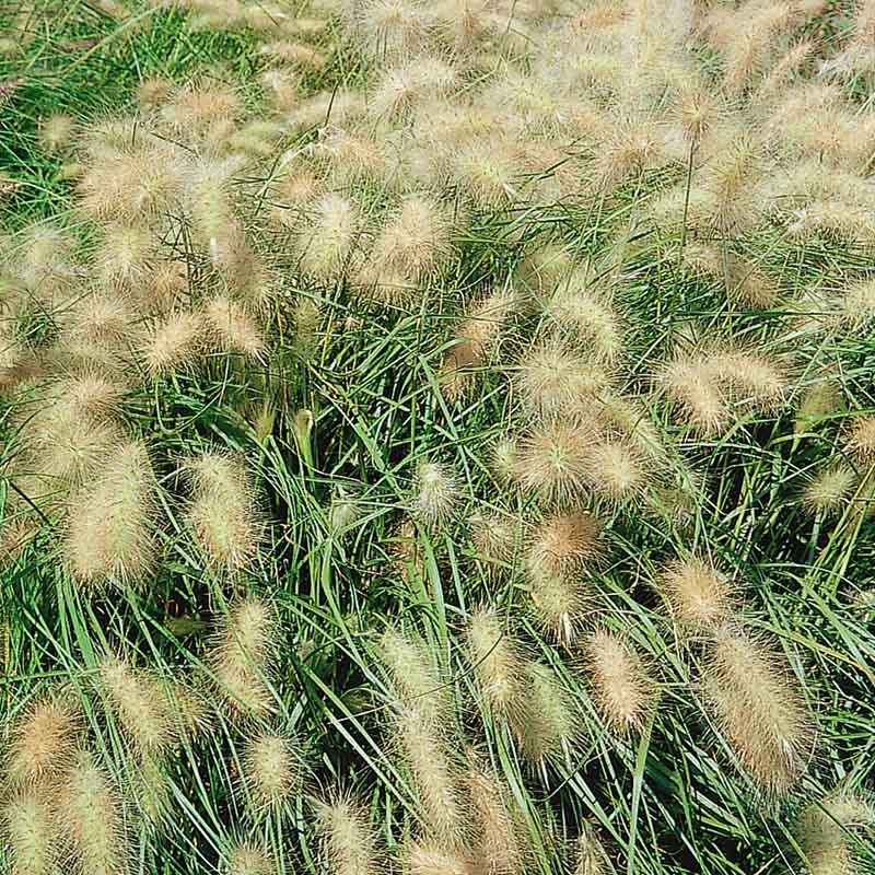Pennisetum Fluffy Seed