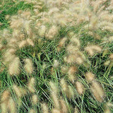 Pennisetum Fluffy Seed