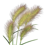 Pennisetum Fluffy Seed