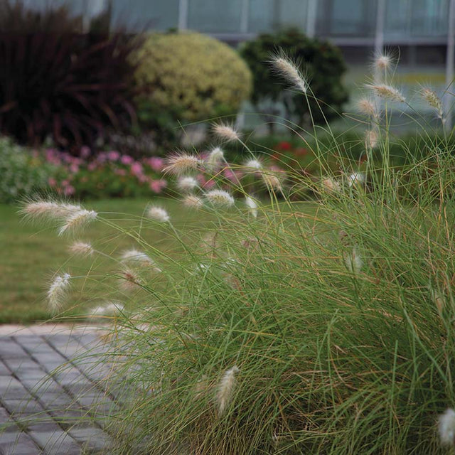 Pennisetum Fluffy Seed