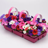 Petunia E3 Easy Wave Formula Mix F1 Seed