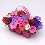Petunia E3 Easy Wave Formula Mix F1 Seed
