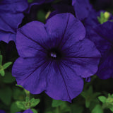 Petunia E3 Easy Wave Formula Mix F1 Seed