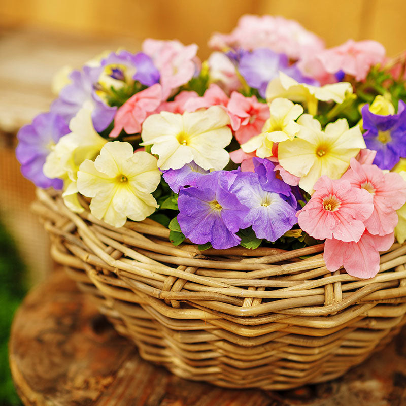 Petunia Limbo GP Pastel Mix F1 Seed