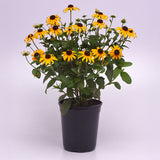 Rudbeckia Goldblitz Seed