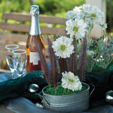 Scabiosa Fama White Seed
