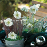 Scabiosa Fama White Seed